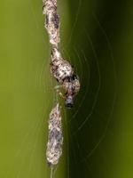 vuxen trashline orbweaver foto