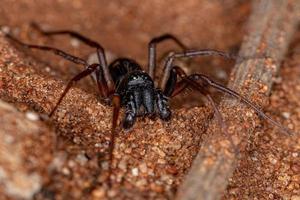 manlig vuxen myrhärmar säckspindel foto