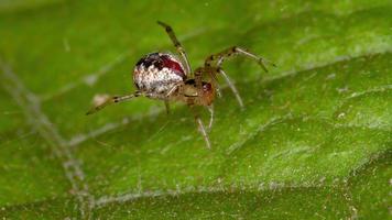 brasiliansk spindelnät foto