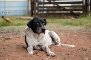 hushund på en gård foto