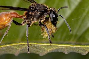 honungsgeting med lång midja som förgriper sig på en larv foto