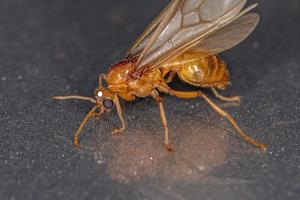 vuxen manlig myrmicine myra