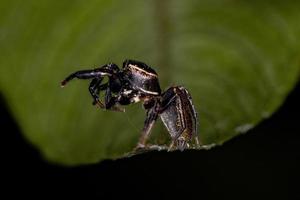 liten hoppande spindel foto