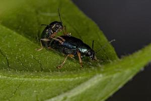 vuxna bladbaggar foto