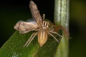 kvinnlig vuxen hoppande spindel
