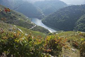 landskap av terrasserade vingårdar vid floden minho i ribeira sacra, galicien, spanien foto