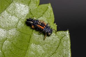 asiatiska lady beetle larver