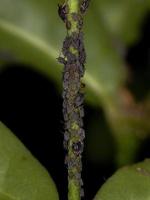små svarta bladlöss foto