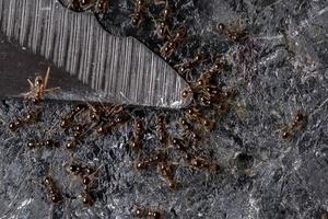 små storhuvade myror på en kniv