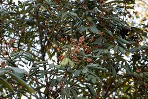 ormosia träd med röda frön
