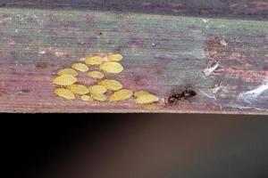små gula bladlössnymfer foto