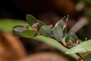 blommor och frukter av den fallande sandmatväxten foto