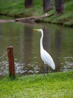 stora egret djur foto