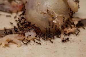 myror som byter på en död fågel foto