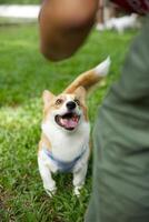 stänga upp lång svans fluffig fet päls corgi ansikte med hund koppel löpning , Hoppar , spelar leksak i hund parkera foto