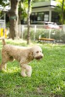 stänga upp fluffig fet päls vit brun svart pudel ansikte med hund koppel spelar i hund parkera foto