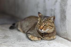 stänga upp knubbig härlig vit brun grå herrelös katt lägga på de golv ser upp på sida foto