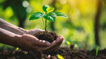 ai genererad mänsklig händer innehav grön fröplanta växande på bördig jord med solljus bakgrund foto