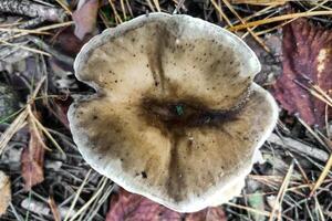 svamp rhodocollybia butyracea i de skog närbild. foto