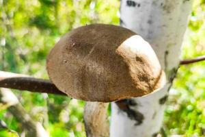 leccinum på de bakgrund av en björk skog, svamp skörda. foto