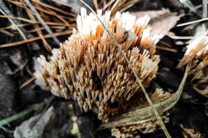 artomyces pyxidatus svamp i de skog närbild. foto