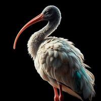 ai genererad realistisk ibis fågel på svart bakgrund. vild liv. foto