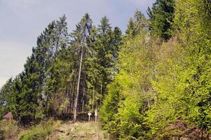 grön berg skog foto