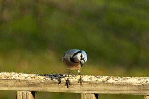 detta skön blå jay fågel är stående på de trä- räcke. de Söt fågel utseende tycka om han är handla om till slå till men väntar för de rätt ögonblick. hans vit mage stående ut från hans blå fjädrar. foto
