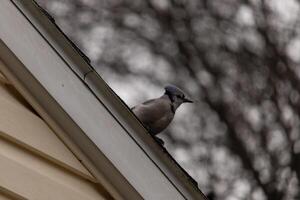 detta blå jay var Sammanträde uppflugen på de tak av min hus. dessa fåglar är så Söt till Kolla på med deras vit magar och svart näbb. de liten mohawk stående upp nyfiket. foto