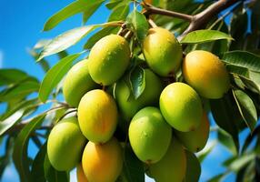 ai genererad mogen och saftig mango hängande på träd med blå himmel. friska mat. foto