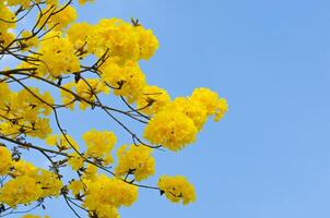 gul tabebuia blomma på bakgrund himmel. foto