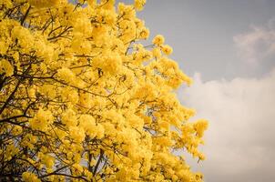 gul tabebuia blomma på bakgrund himmel. foto