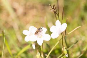 detta Söt brunvingad svettas bi var sett i detta bild samlar de nektar av de virginia vår skönhet. detta liten insekt var portion till pollinera detta vild blomma i de fält. foto