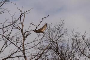 detta skön röd skena Hök var tar av från de träd när jag tog detta bild. detta stor raptor är skön till Kolla på. de stor vingbredd sträckt ut Söt långt. jag kärlek de brun fjädrar. foto