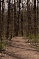 detta skön väg flöden genom detta trädbevuxen område. förvaring du säker från få förlorat. de brun och grön vegetation kommande upp Allt runt om. foto