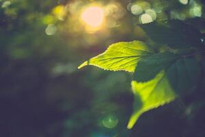 Fantastisk Sol strålar natur av grön blad i trädgård på sommar. naturlig grön löv växter springtime bakgrund omslag sida grönska miljö ekologi tapet. dröm fläck frodig lövverk mjuk solljus foto