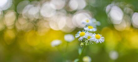 närbild äng solnedgång blommor fläck och mjuk silhuett av gräs blommor med solljus. avkopplande natur äng blommor. fredlig fläck av höst vår natur landskap. vild äng daisy blommig foto