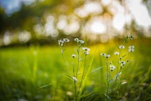 dröm fantasi mjuk fokus solnedgång fält landskap av vit blommor och gräs äng värma gyllene timme solnedgång soluppgång tid bokeh. lugn vår sommar natur närbild. abstrakt suddig skog bakgrund foto