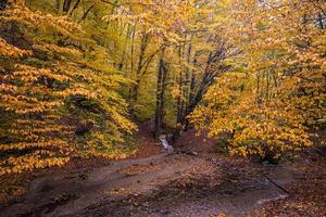 höst bäck skog med solig gul träd lövverk stenar i skog berg. idyllisk resa vandring landskap, skön säsong- höst natur. Fantastisk dröm naturskön färgrik utomhus- inspirera natur foto