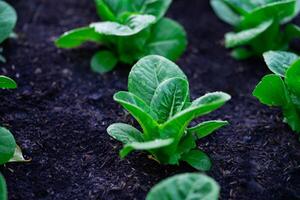 växthus hydroponiska vegetabiliska bruka färsk grön sallad växande i de trädgård. foto