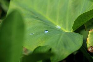 närbild Foto av dagg droppar på taro löv