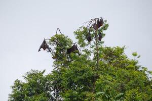 en grupp av jätte fladdermöss sovande under de dag på de dricks av en träd gren på en ljus dag foto