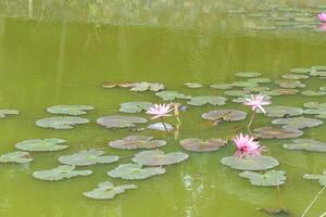 rosa lotus blommor i en fisk damm, med träd reflekterad i de vatten foto