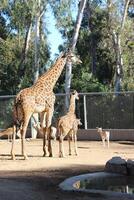 giraff och bebis foto