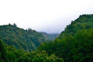 en stor grön skog på berg foto