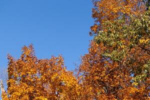 jag kärlek de se av dessa skön höst färger. de falla lövverk på dess topp. de orange, gul, och röd som visar de löv är handla om till släppa. en blå himmel kan vara sett i de bakgrund. foto