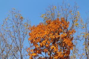 jag kärlek de se av dessa skön höst färger. de falla lövverk på dess topp. de orange, gul, och röd som visar de löv är handla om till släppa. en blå himmel kan vara sett i de bakgrund. foto
