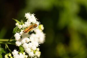 detta skön skeppare fjäril var klängande till en vit blomma i de fält. de liten brun insekt portion till pollinera detta vild blomma. hans söt liten kropp utseende så hårig tycka om en teddy Björn. foto