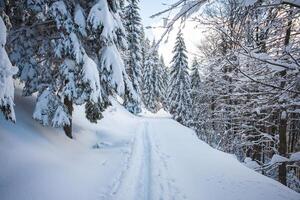 längdåkning åka skidor spår under morgon- soluppgång redo för löpare. vinter- aktiviteter under de perfekt vinter- i beskydy berg, tjeck republik foto