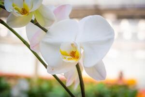 vit orkide i de trädgård foto